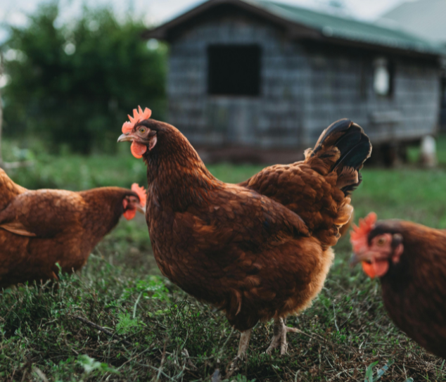 Desi chicken farming