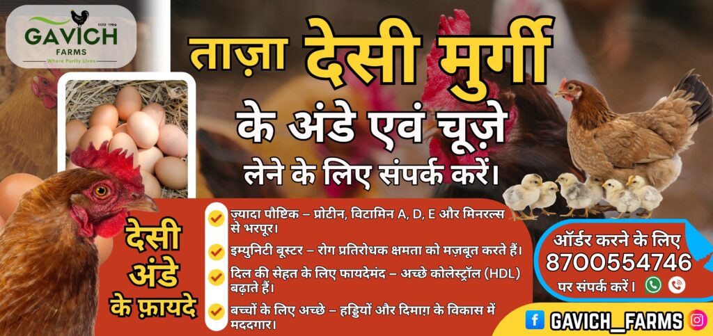 desi chicken egg in bhagalpur
